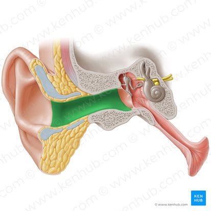 Nervus auriculotemporalis Anatomie Äste und Funktion Kenhub