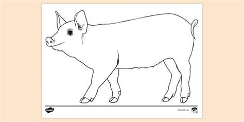 FREE! - Pig Colouring Sheet | Colouring Pages (teacher made)