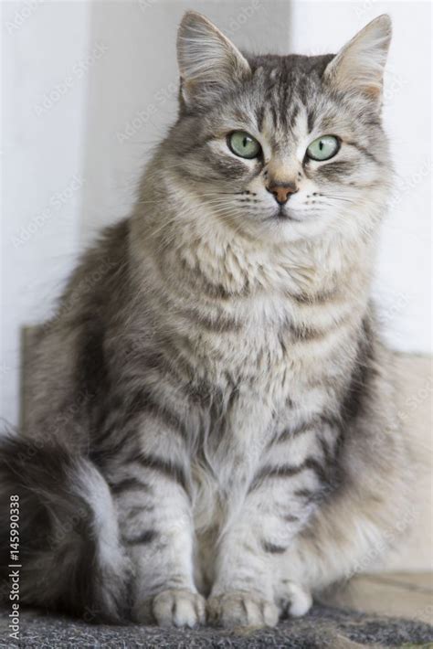 Download de stockfoto adorable silver siberian cat in the house en ...