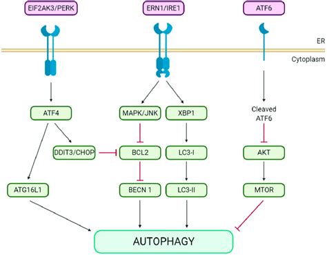 Er Stress Pathway