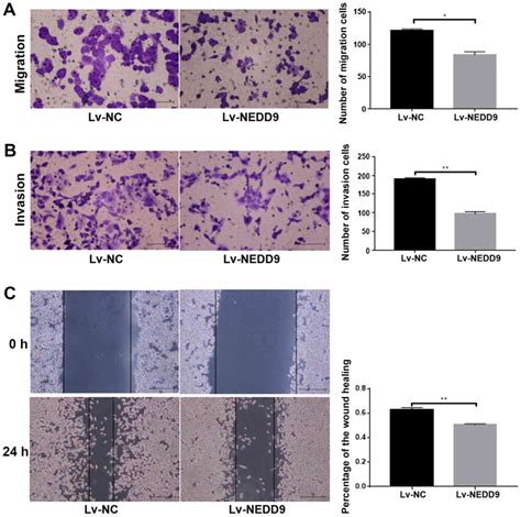 NEDD9 Promotes Invasion And Migration Of Colorectal Cancer Cell Line