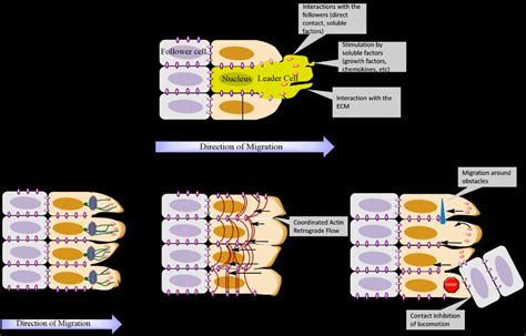 Top Representation Of The Emergence Of Leader And Follower Cells