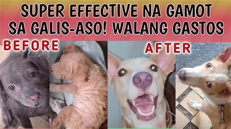 Effective Na Gamot Sa Galis Aso O Scabies Ng Aso O Tuta Walang Gastos