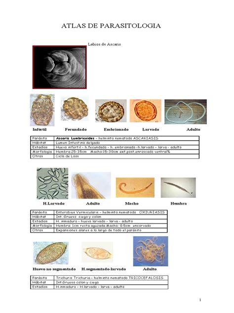 Atlas De Parasitologia