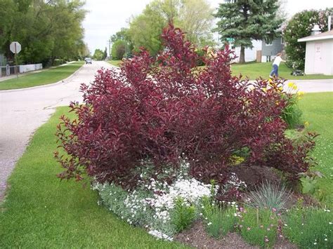 Sand Cherry Purple Leaf Backyard Garden Landscape Purple Leaf Sand