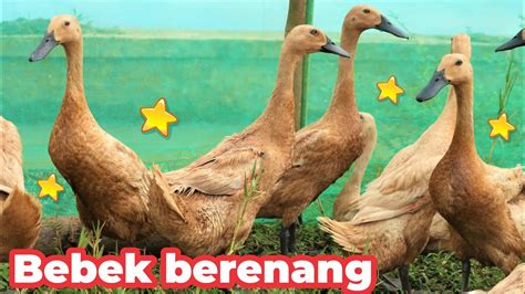 Bebek Bebek Asli Berenang Di Sawah Bebek Adus Kali Bebek Angsa