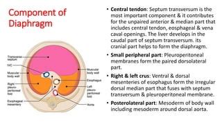 Development of Diaphragm.pptx