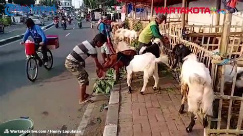 Pedagang Hewan Kurban Sudah Memenuhi Trotoar Jalan Ks Tubun Slipi