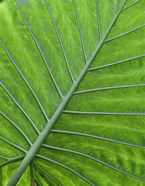 Fundo Tropical Da Textura Do Verde Do Detalhe Da Folha Foto De Stock