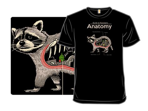 Anatomy of a Raccoon