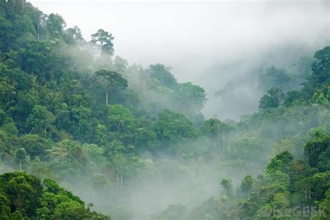 Congolese rainforests - Alchetron, The Free Social Encyclopedia