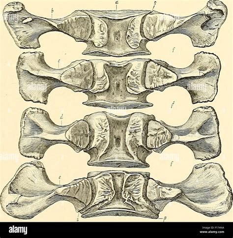 Dinosaur bones Stock Photo - Alamy