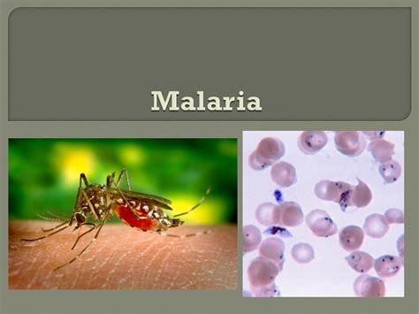 Protozoa Malaria