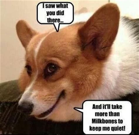 15 Funny Corgi Memes To Make Your Day Page 4 Of 5