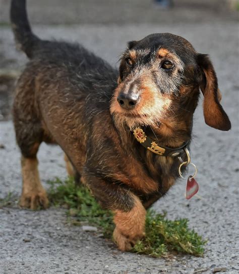 Wire-haired Dachshund: Your Complete Guide to the Breed