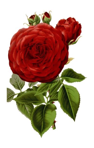 Vintage Red Roses Art Free Stock Photo - Public Domain Pictures