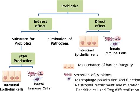 Impact Of Prebiotics On Immune Response From The Bench To The Clinic