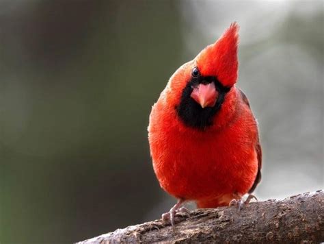 Bird Of The Week Northern Cardinal Travis Audubon