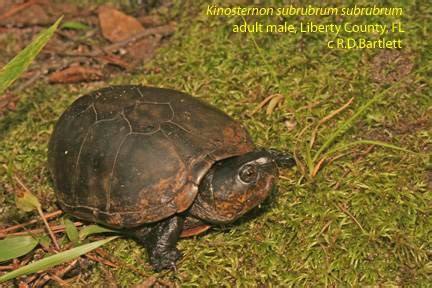 2020 Year Of The Turtle The Mud Turtles UF IFAS Extension Escambia