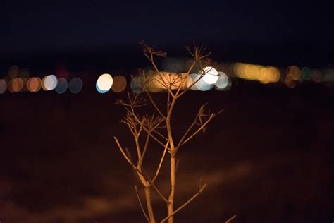 Free Images Branch Night Sunlight Flower Sparkler Evening