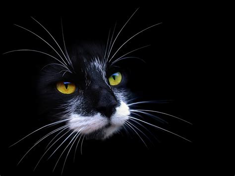 Black And White Cat Wallpaper - WallpaperSafari