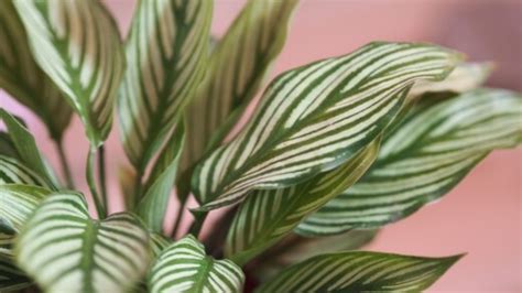 Calathea Vittata How To Grow And Care Guide Sumo Gardener