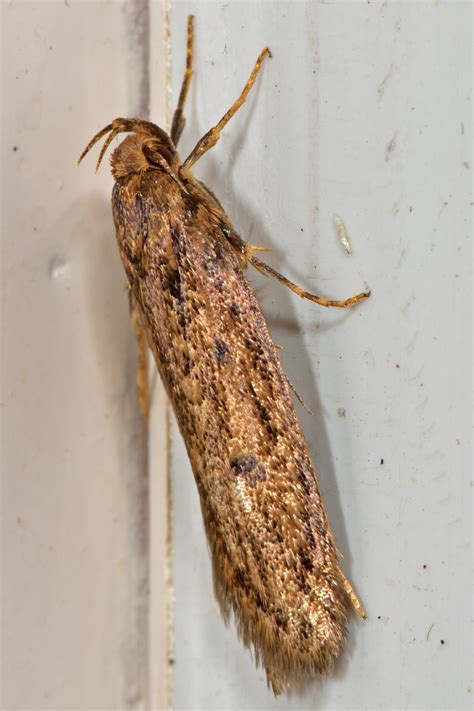 Hofmannophila Pseudospretella Brown House Moth