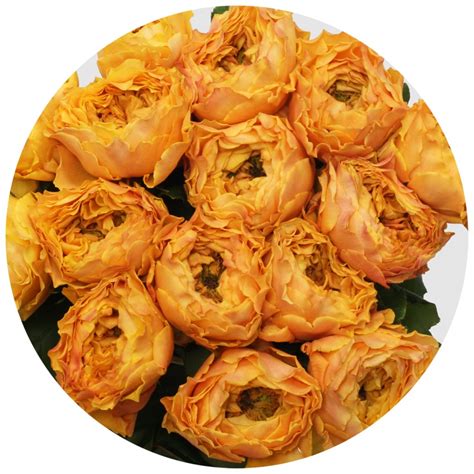 Роза Каралуна (Caraluna)