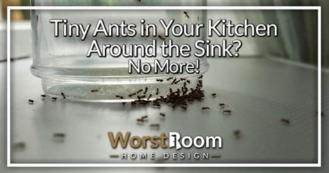 Tiny Ants In Your Kitchen Around The Sink No More Worst Room