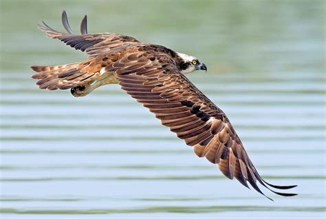 Osprey Photo Gallery – Be Your Own Birder