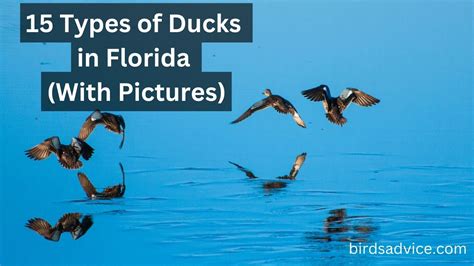 15 Types Of Ducks In Florida With Pictures Birds Advice