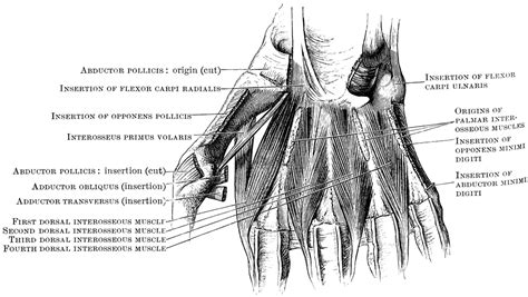 Dorsal Interosseous Muscles Of The Hand Clipart Etc