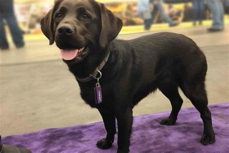 Guide To Labrador Retriever Competitions And Shows Preparing Your Dog