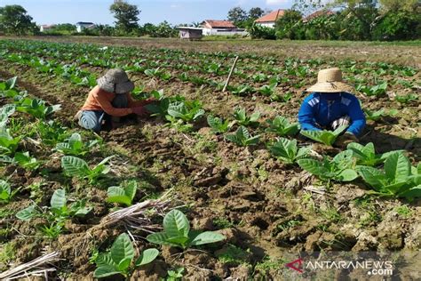 Buruh Tani Tembakau Di Pamekasan Terima Blt Dbhcht Antara News