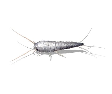 Premium Photo | Silverfish