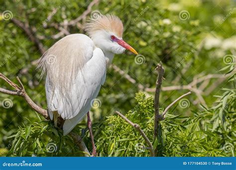 Cattle Egret with Ruffled Breeding Feathers Stock Photo - Image of egret, feathers: 177104530