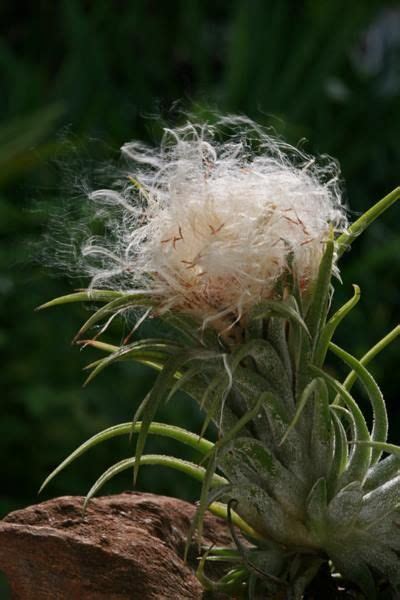 Airplant Seeds Getting Ready To Disperse In The Wind Air Plants