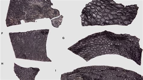 Oldest-Ever Fossilized Skin Discovered in Cave in Oklahoma