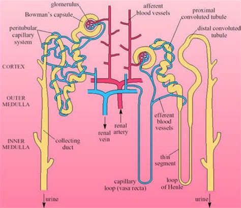 Detail Gambar Nefron Dan Bagian Bagiannya Koleksi Nomer