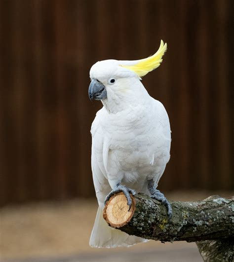 White Parrot Pictures | Download Free Images on Unsplash