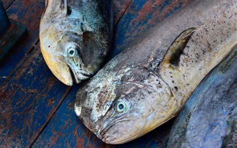 Peru Mahi - WWF Seafood Sustainability