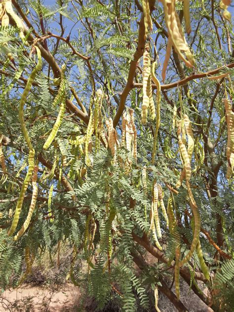 Plant Profile: The Mesquite Tree | Rick's Hobby Garage