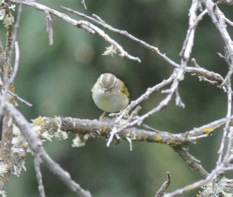 Zoothera Birding Blog Tibetan Plateau Baxi Forest