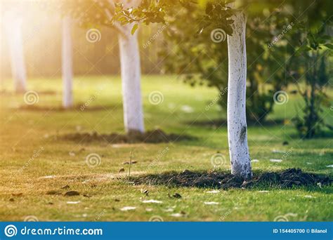 Corteza Blanqueada Del Rbol Que Crece En Jard N Soleado De La Huerta