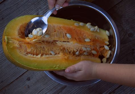 How To Save Zucchini Seeds - 500 Seeds Per Zucchini!