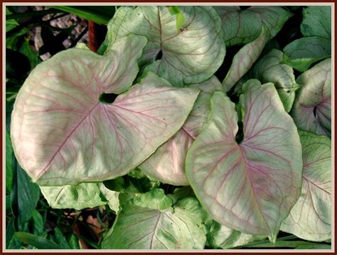 Philodendron Leaves Syngonium Podophyllum The Largest Leaf Flickr