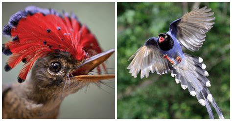 45 Beautiful Exotic Birds You Won't Believe Actually Exist On Our Planet