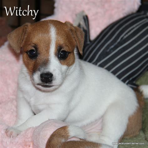 Shortie Jack Russell Puppies Of Awesome Qualities And Personalities