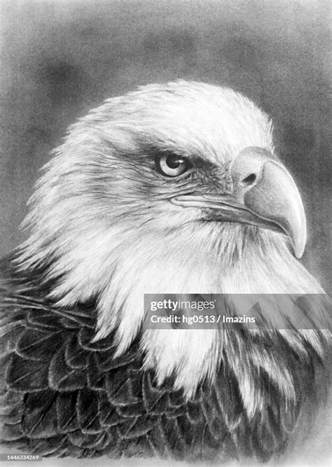 Eagle Animal Illustration Pencil Drawing High-Res Vector Graphic ...