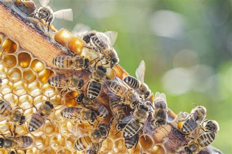 How Long Do Honey Bees Live Rural Living Today